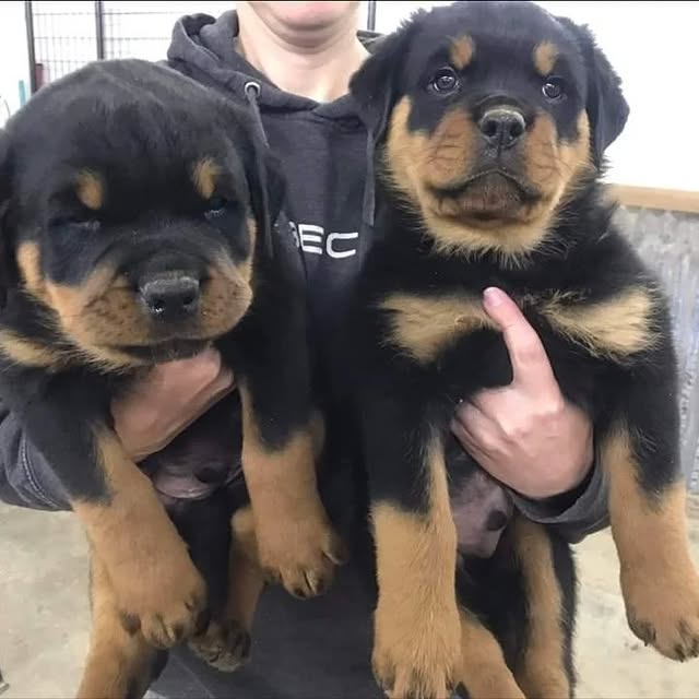 Available Puppies rottweiler puppies 2