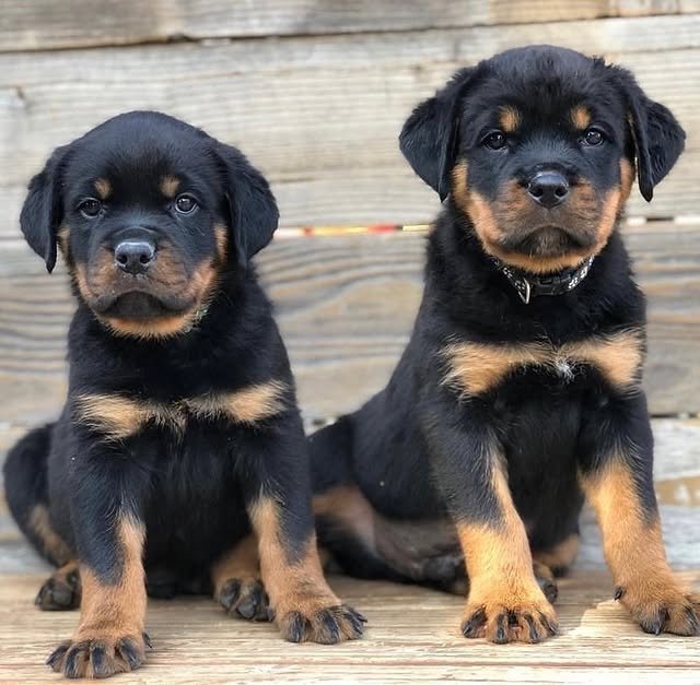 Available Puppies rottweiler puppies 3
