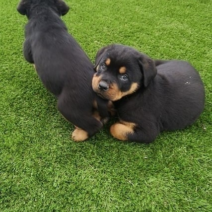 Available Puppies rottweiler puppies 4 (1)