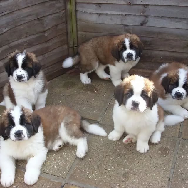 Available Puppies st bernard puppies 1