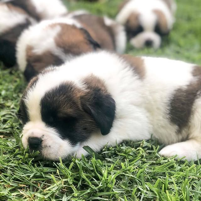 Available Puppies st bernard puppies 2
