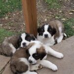 st bernard puppies 3