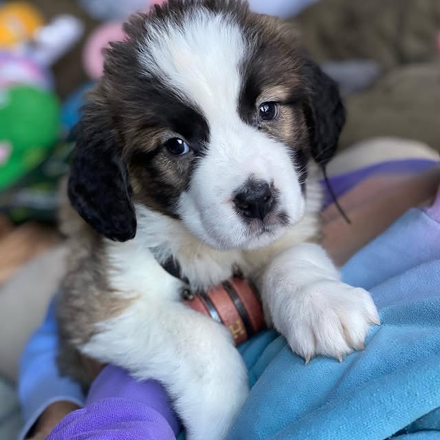 Available Puppies st bernard puppies 4