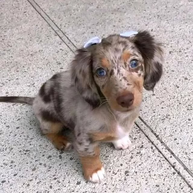 Available Puppies dapple dachshund 3