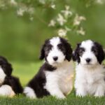 heartdog photography 448221755 978756260661559 7816169209386652346 n.jpg